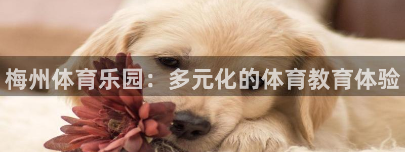 vsport体育：梅州体育乐园：多元化的体育教育体验